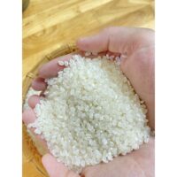 Japonica Rice