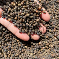 Pepper 500g/l FAQ