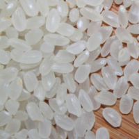 Alternative view of Japonica Rice