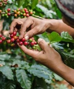 Alternative view of Organic Coffee