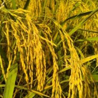 Alternative view of Nang Hoa 9 Rice